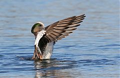 American Wigeon